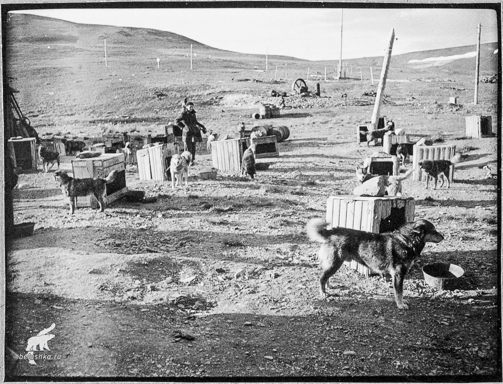 Новоземельские собаки на полярной станции Маточкин шар 1937 г.