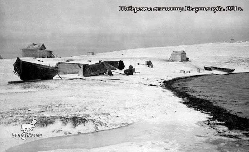 Становище Белушья губа 1911 г.