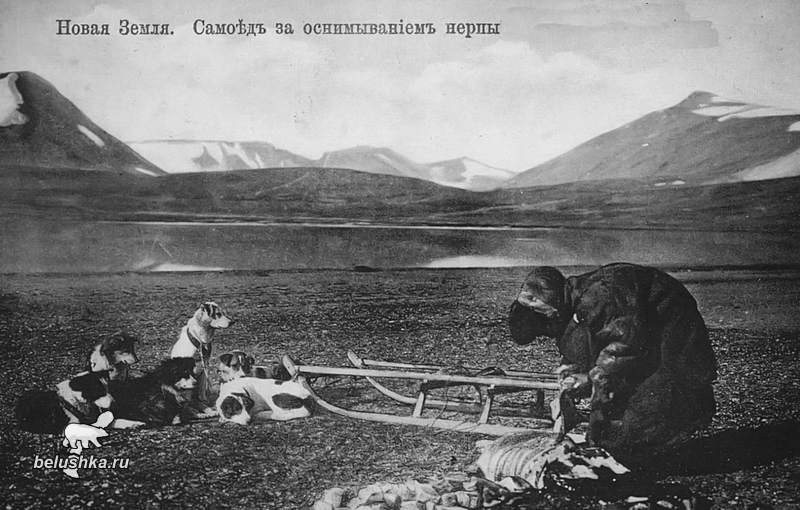 Самоед за оснимыванием нерпы