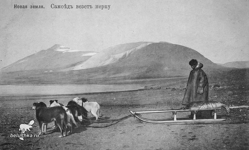 Собаки въ упряжкѣ