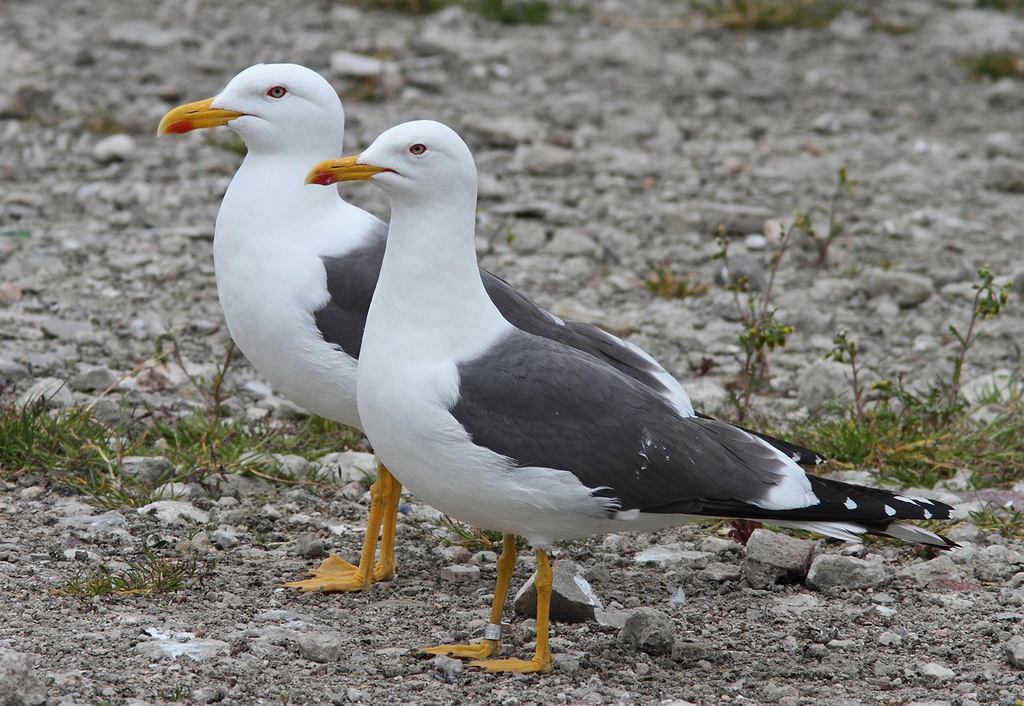Чайки клуши (Larus fuscus)