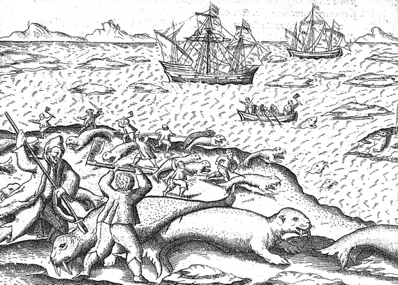 31 июля 1594: «Изображение моржей, также называемых морскими чудовищами».