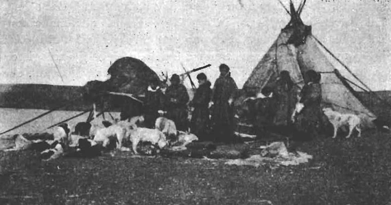 Губа Белушья. Семья самоедов с собаками у чума.