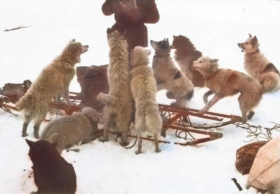 Кормешка собак