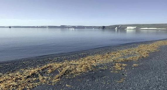 Панорама залива. На переднем плане — обильные выбросы морских водорослей.