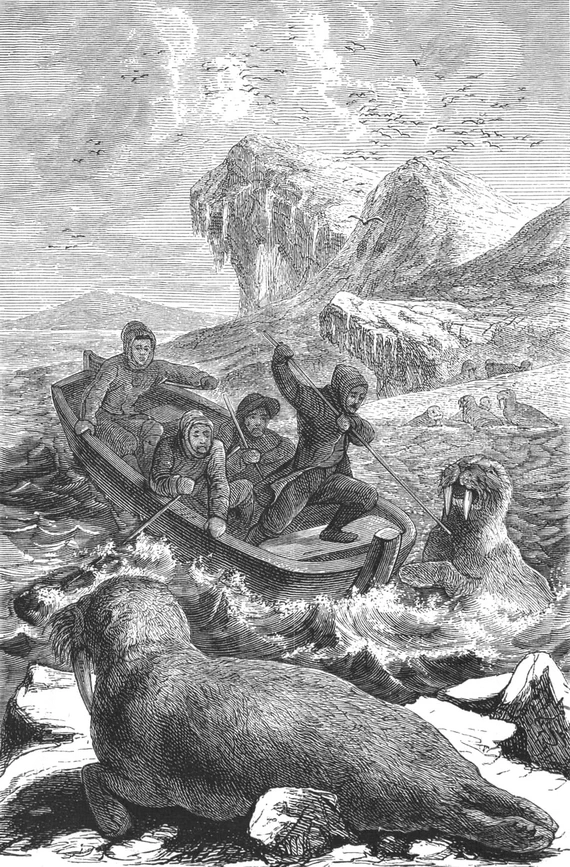 Охота на моржей Охота на моржей