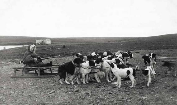 Новоземельская собачья упряжка. 1911 г.