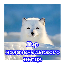 Mиp новоземельского песца