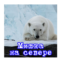 Мишка на севере