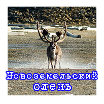 Новоземельские олени