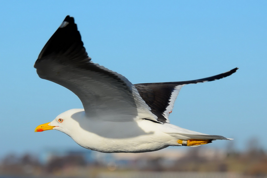 Чайка Клуша (Larus fuscus) Чайка клуша (Larus fuscus)