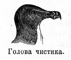 Голова чистика