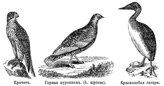 Кречетъ, горная куропатка и краснозобая гагара