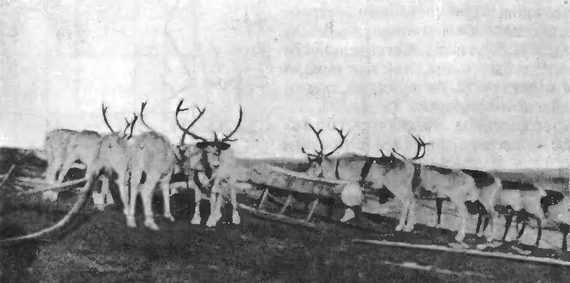 Быки опытного Новоземельского совхоза на Гусиной Земле летом 1936 г. Фото И. Кузнецова. Быки опытного Новоземельского совхоза на Гусиной Земле