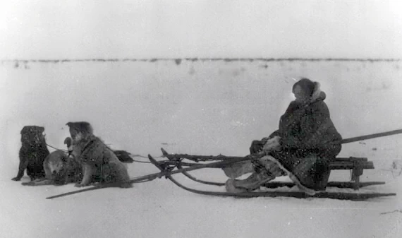 Самоед с собаками, запряженными в нарты.
