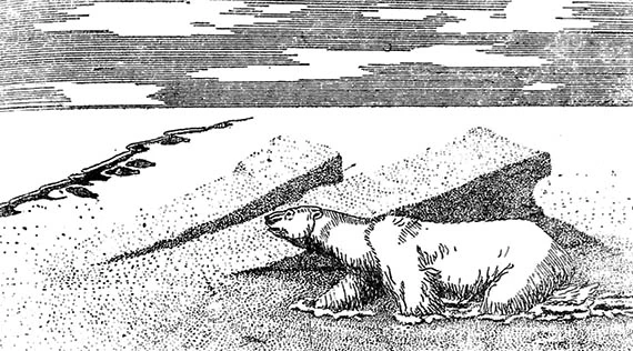 Белый медведь, скрадывающий нерпу.